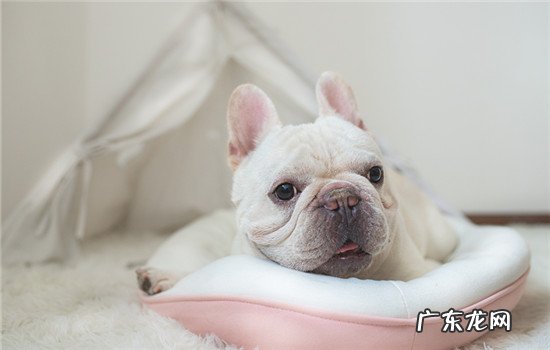 狗养母的还是公的好 为何养狗不能养一公一母