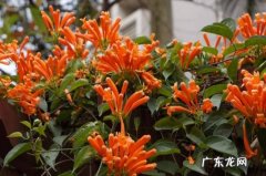 炮仗花的特点 炮仗花的花语和文化意义