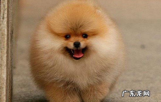 小博美几个月疯长 博美犬几个月大尾巴才会开花