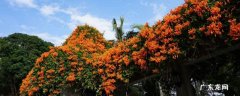 炮仗花一年开几次花 炮仗花几年开花