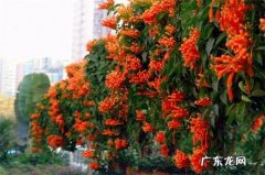 炮仗花可以在室内养吗 炮仗花能种在家里吗