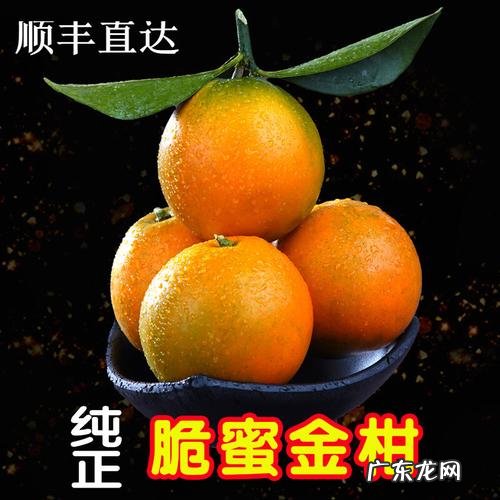 桂林脆密金桔本地代办,正宗的桂林脆密金桔怎么买?