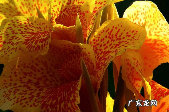 美人蕉花有毒吗 美人蕉可以吸花蜜吗