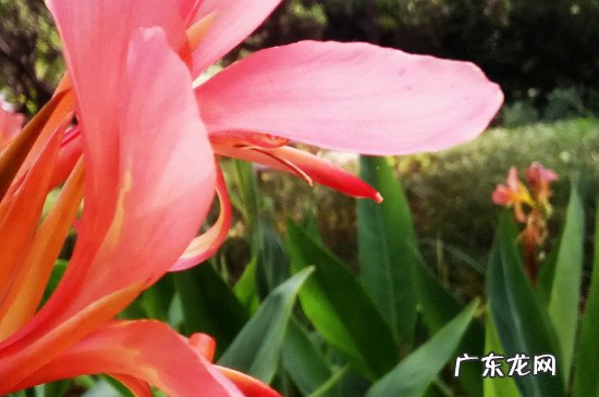 美人蕉花有毒吗 美人蕉可以吸花蜜吗