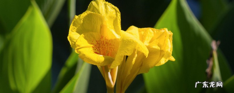 美人蕉花有毒吗 美人蕉可以吸花蜜吗