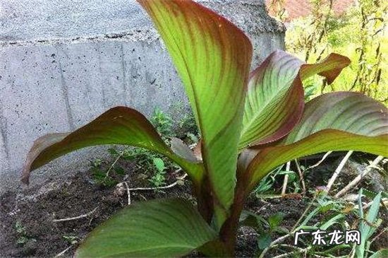 盆栽美人蕉的养殖方法 美人蕉根怎样栽种