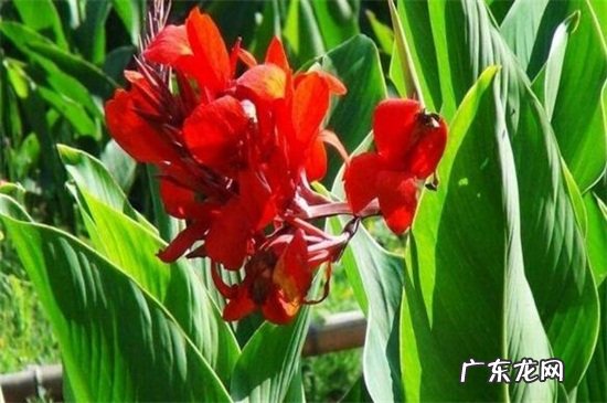 盆栽美人蕉的养殖方法 美人蕉根怎样栽种