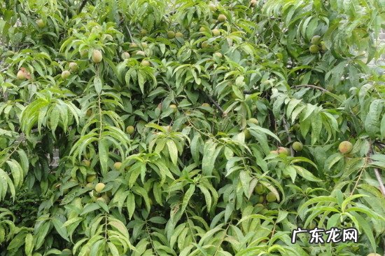桃树的种植方法 桃树怎么种植方法