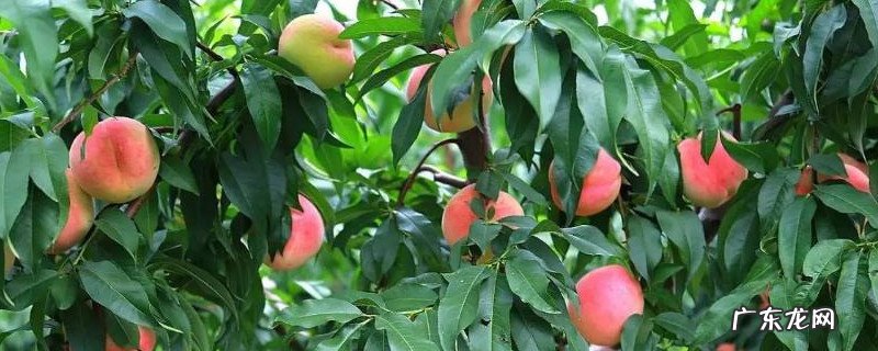 桃树的种植方法 桃树怎么种植方法