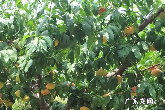 桃树的种植方法 桃树怎么种植方法