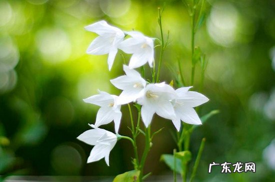 桔梗花白色 花语 白色桔梗花花语和寓意是什么