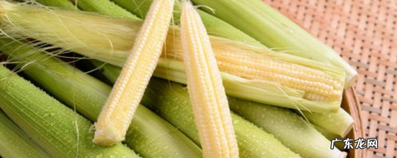 玉米笋是玉米小时候吗,玉米笋什么时候成熟