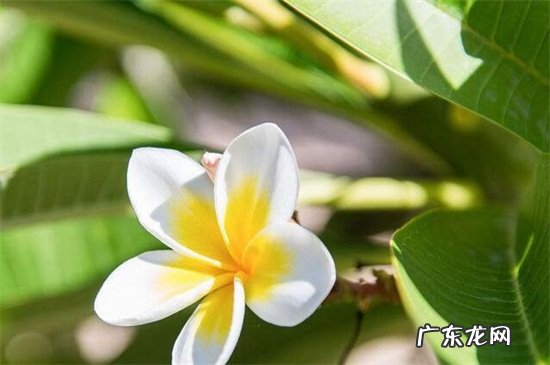 素馨花又叫什么名字 素馨花花语是什么