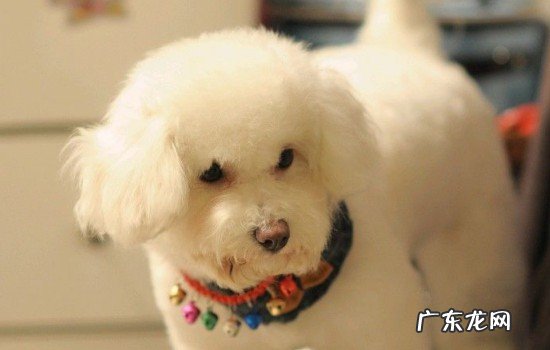 狗活了15年是多少岁 狗的寿命一年是人的多少年?