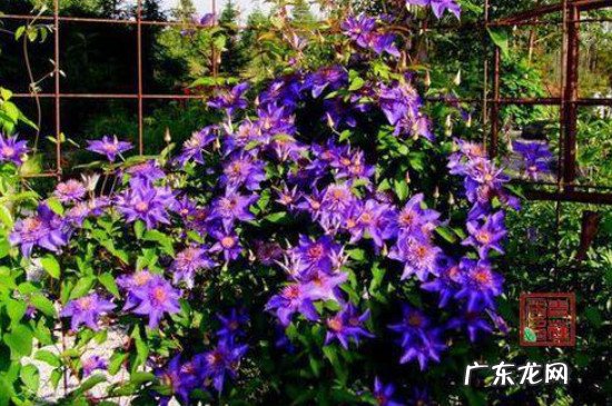 铁线莲喜阴品种 铁线莲喜阴还是喜阳