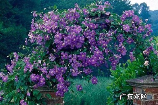 铁线莲喜阴品种 铁线莲喜阴还是喜阳