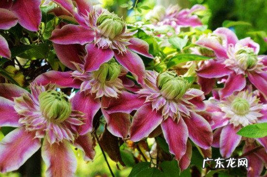 铁线莲喜阴品种 铁线莲喜阴还是喜阳