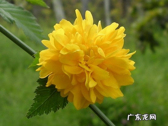 棣棠花怎么养 棣棠的养殖方法