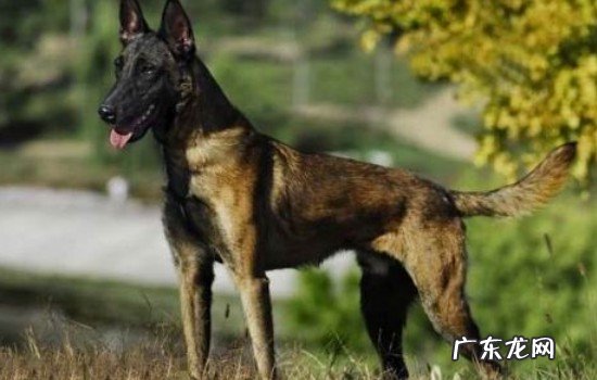 马犬几个月认主人