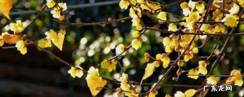 腊梅水培生根法 腊梅泡水生根法