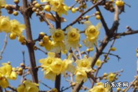 腊梅水培生根法 腊梅泡水生根法