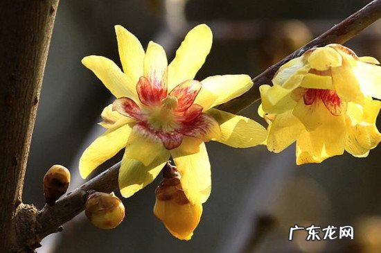 腊梅水培生根法 腊梅泡水生根法