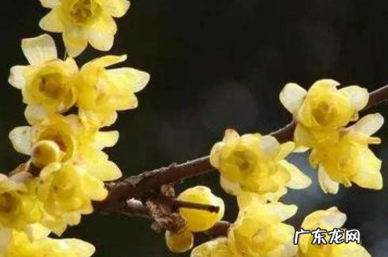 腊梅水培生根法 腊梅泡水生根法