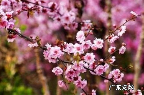 榆叶梅是什么花 榆叶梅和美人梅的区别