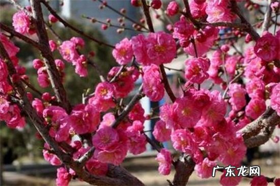 榆叶梅是什么花 榆叶梅和美人梅的区别