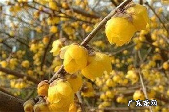 榆叶梅是什么花 榆叶梅和美人梅的区别