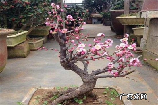 榆叶梅是什么花 榆叶梅和美人梅的区别