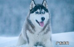 雪乡狗拉雪橇 狗拉雪橇是哪个地区