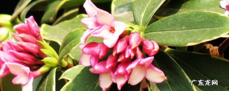 瑞香花叶子有黑斑 瑞香叶子上有斑点是什么原因