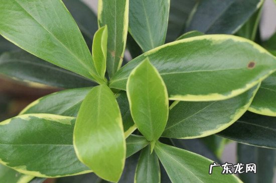 瑞香花叶子有黑斑 瑞香叶子上有斑点是什么原因