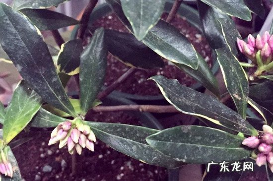 瑞香花叶子有黑斑 瑞香叶子上有斑点是什么原因