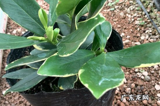 瑞香花叶子有黑斑 瑞香叶子上有斑点是什么原因