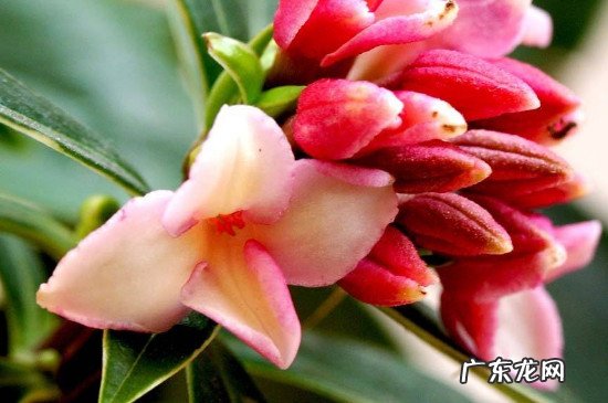 瑞香花为什么不香了 瑞香一直不长是什么原因