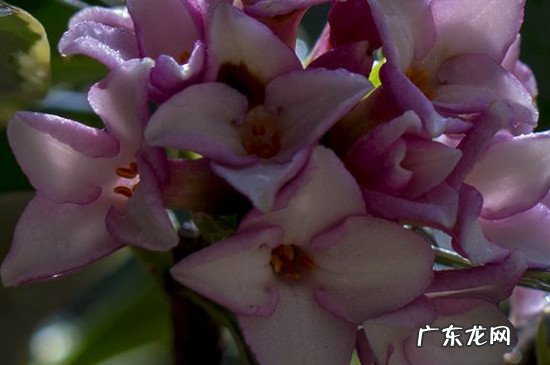 瑞香花为什么不香了 瑞香一直不长是什么原因