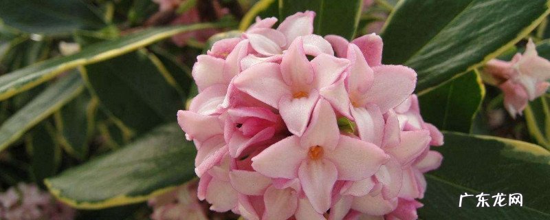 瑞香花为什么不香了 瑞香一直不长是什么原因