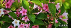 锦带花什么时候移栽 锦带花怎么扦插