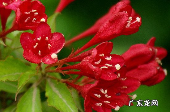 锦带花常绿还是落叶 花叶锦带冬天落叶吗