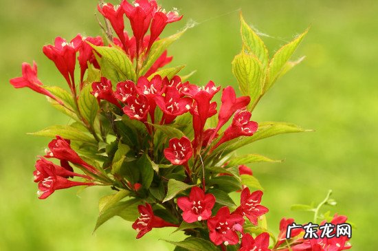 锦带花常绿还是落叶 花叶锦带冬天落叶吗