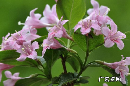 锦带花常绿还是落叶 花叶锦带冬天落叶吗