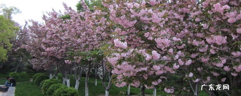 樱花树种子的育苗方法 樱花树苗怎么繁殖
