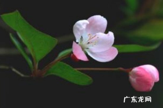 桃花和海棠花的区别 樱花桃花海棠花的区别
