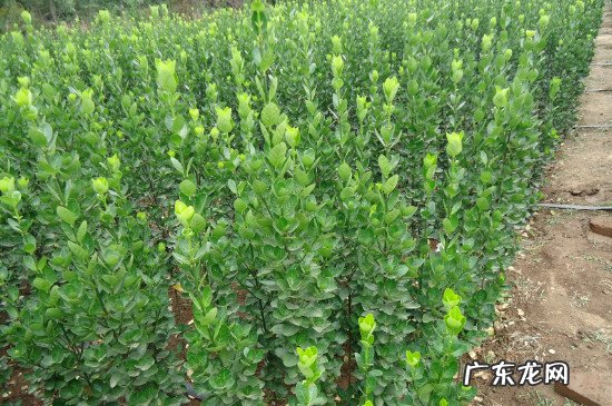 黄杨树怎么养 怎样让黄杨树长得茂盛