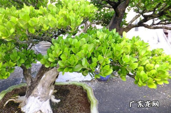 黄杨树怎么养 怎样让黄杨树长得茂盛