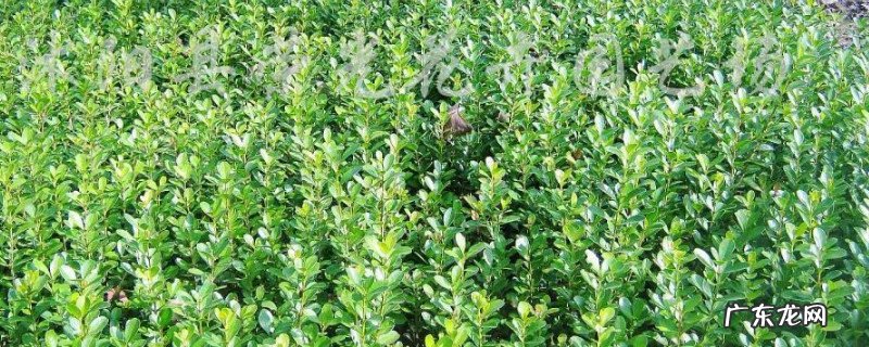 黄杨树怎么养 怎样让黄杨树长得茂盛