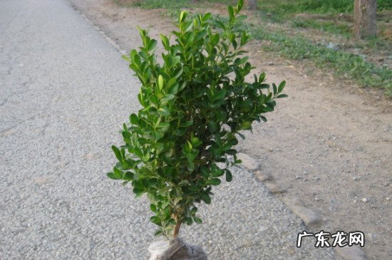 秋天移栽黄杨能活吗 黄杨一年四季都可以移栽吗