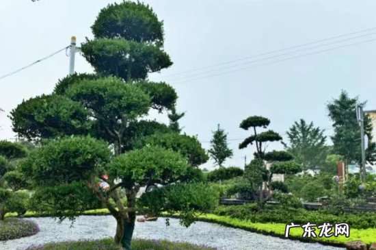 秋天移栽黄杨能活吗 黄杨一年四季都可以移栽吗